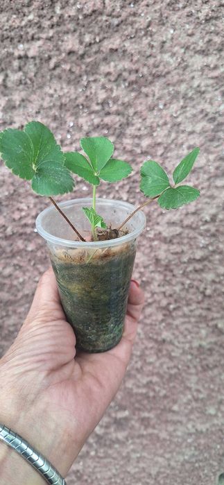 Ягоди Мице Шиндлер разсад пикиран в чашки