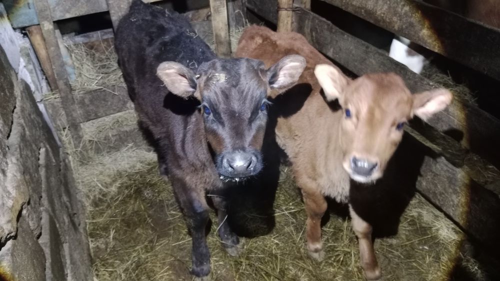 Продам телят .Бычек и две телочки