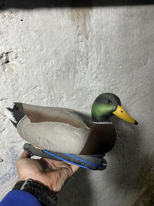 Продам чучела уток.