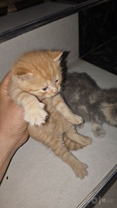 Skotish Strayt , juda chiroyli, 1,5 oydan oshdi