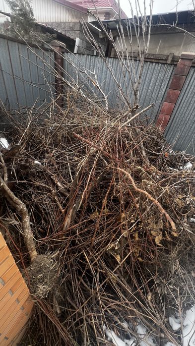 Отын бұтақтар/дерево ветки