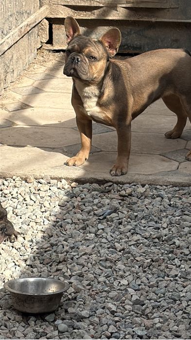 Семья французских бульдогов