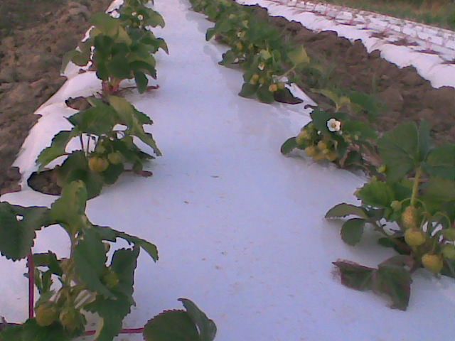 FOLIE MULCIRE ALB-NEGRU,30Micr,Perforata 1.2X500=430LEI; 1.4X500ml=510