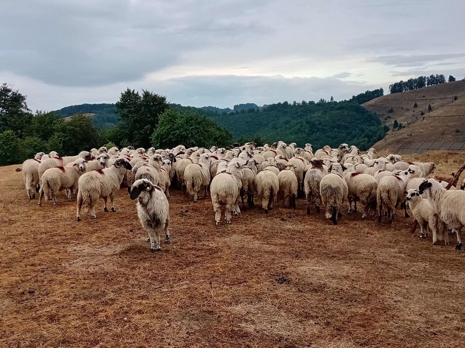 Ofer spre vânzare oi