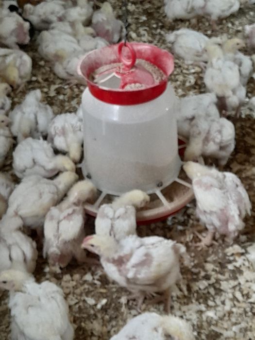 Pui albi rasă de carne