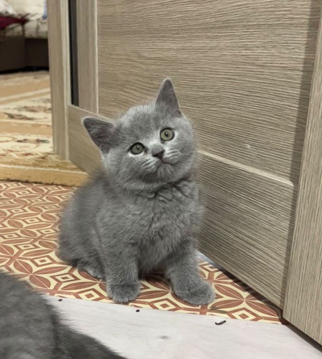 Вязка опытного кота!