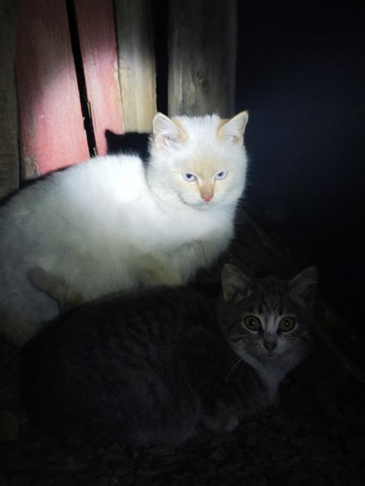 Котик в добрые руки