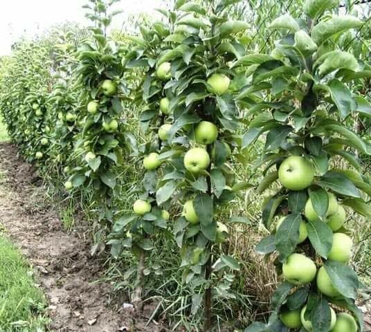 Vând Pomii Fructiferi Altoiți Clasici si Columnari anul 3 de vegetație