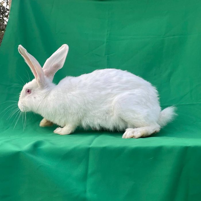 Sotiladi: 6 oylik urg‘ochi quyon, jaydar zotiga mansub.