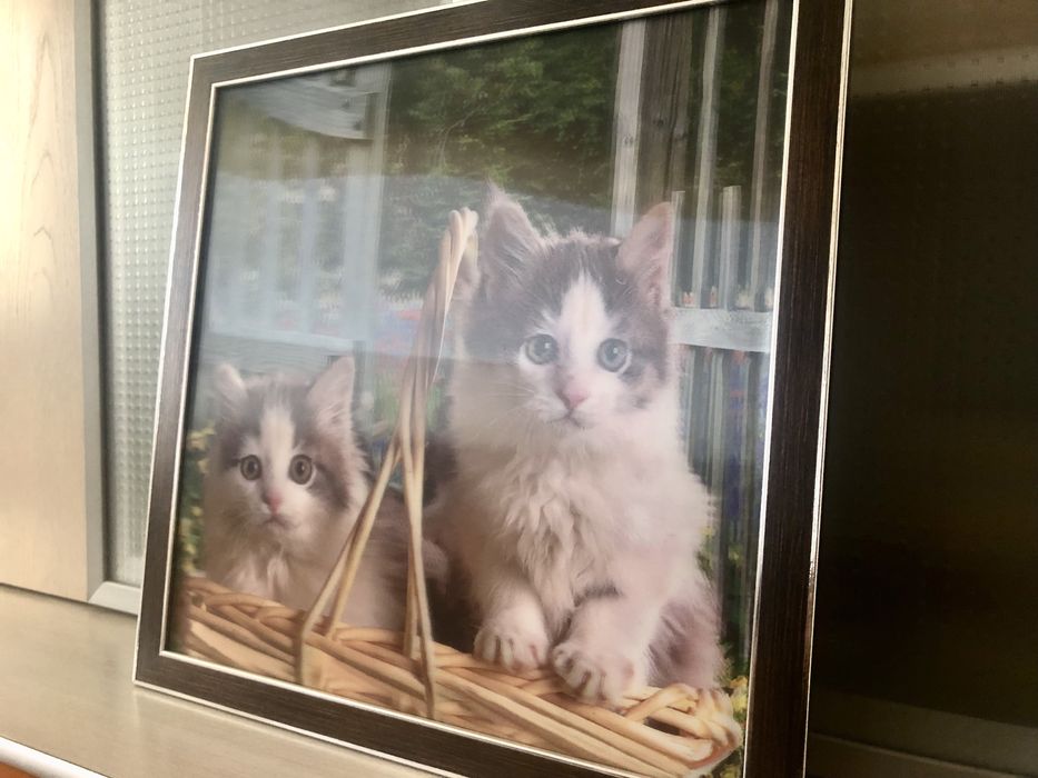 Живая 3D картина с котами