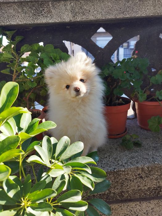 Продавам Померан,3 момичета