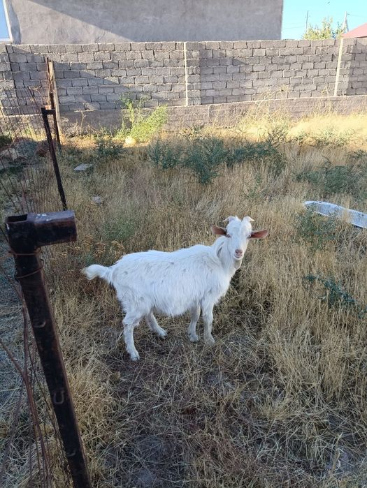 Орыс ешкі сатылады теке