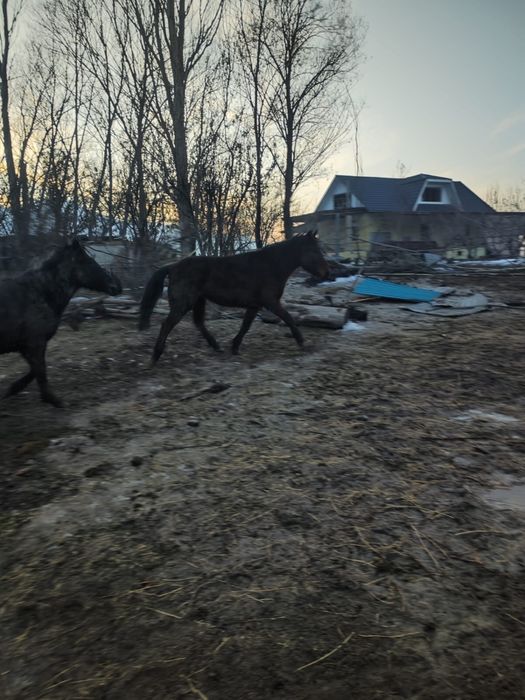 Лошади жеребые и нежеребые молодые