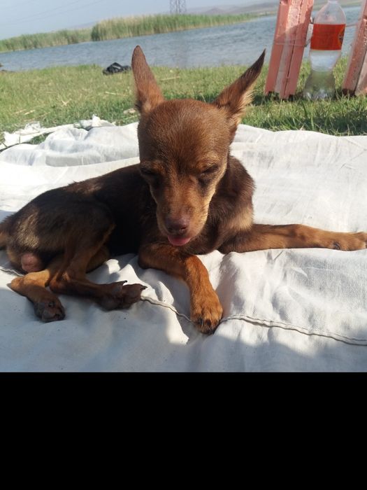 Ищем подругу для вязки