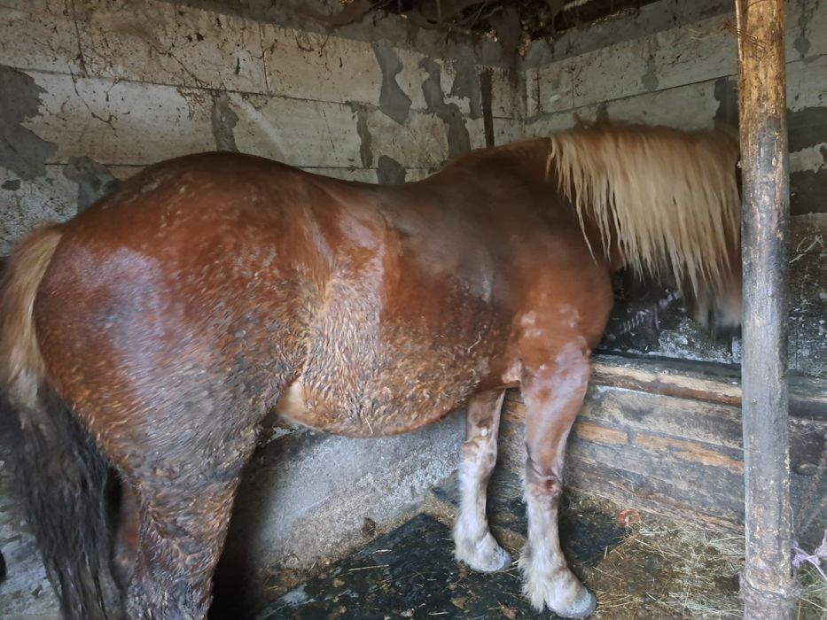 Vand manza      de 3 ani