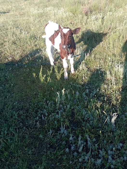 Продам бычка двухмесячного