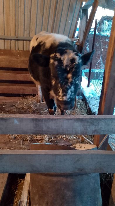 1 жасар, бұқа. 450000 мың келісім бар