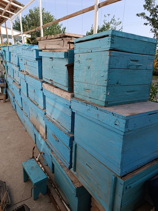 Асал ари яшиклари сотилади