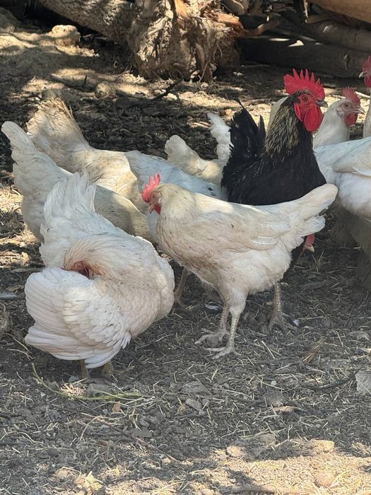 Oq  tovuqlar sotiladi