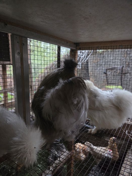 Семья китайских шелковых.