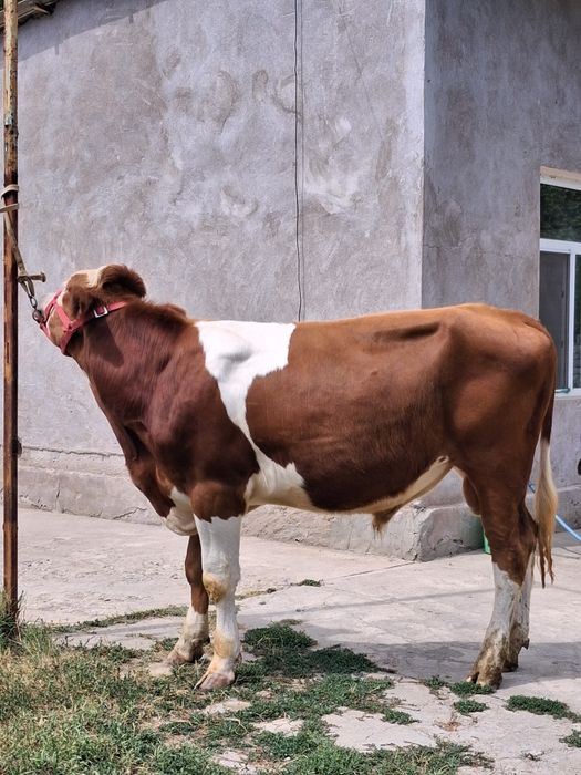 Buqa Simmental .