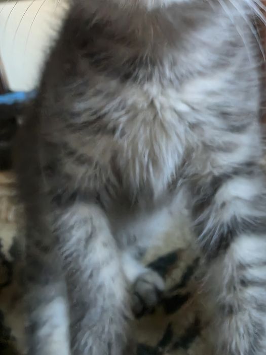 Котята, серый 1 мальчик