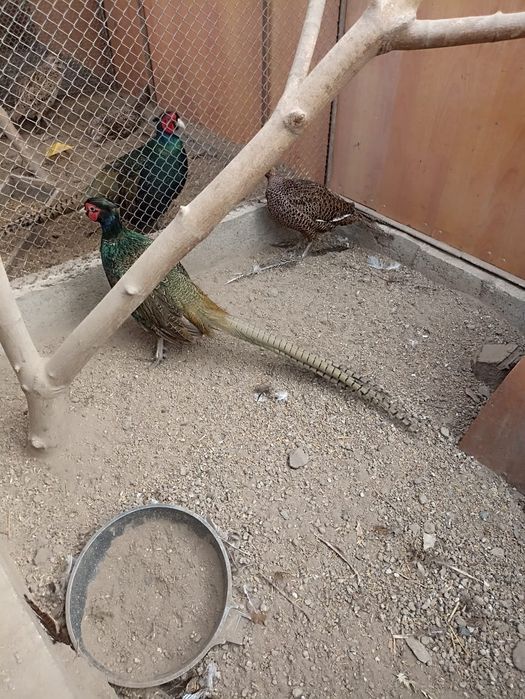 Фазан - кыргауыл