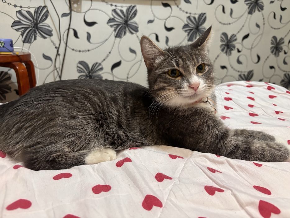 Кошка в хорошие добрые руки!