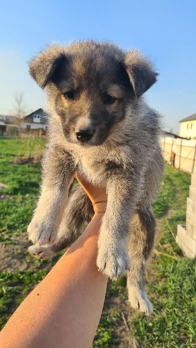 Отдам в добрые руки