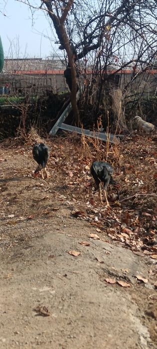 Дакан хўроз ва товуқлари сотмлади 3та хўроз 9та товуқ