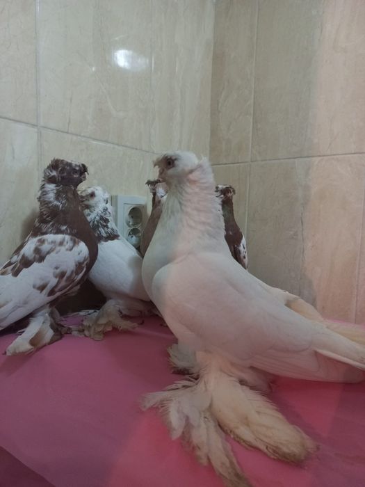 Продам голубей 20 штук