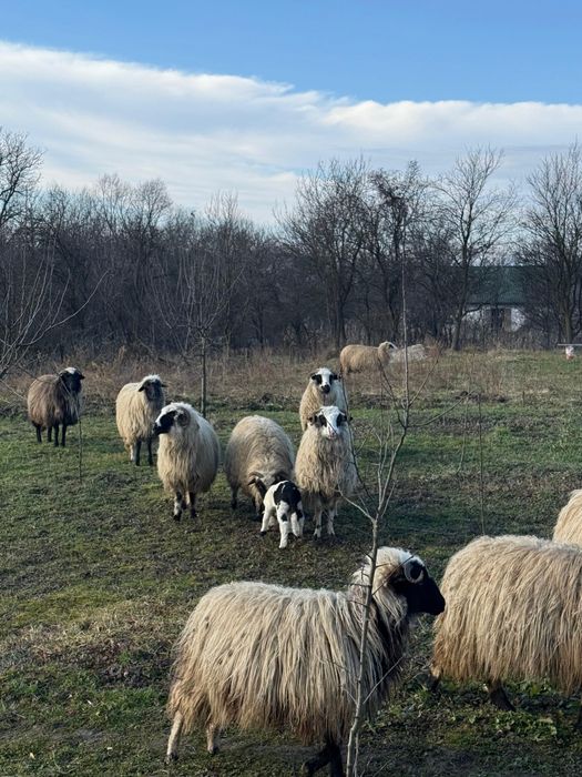 Vând oii tinere ,3 deja la prima fătare