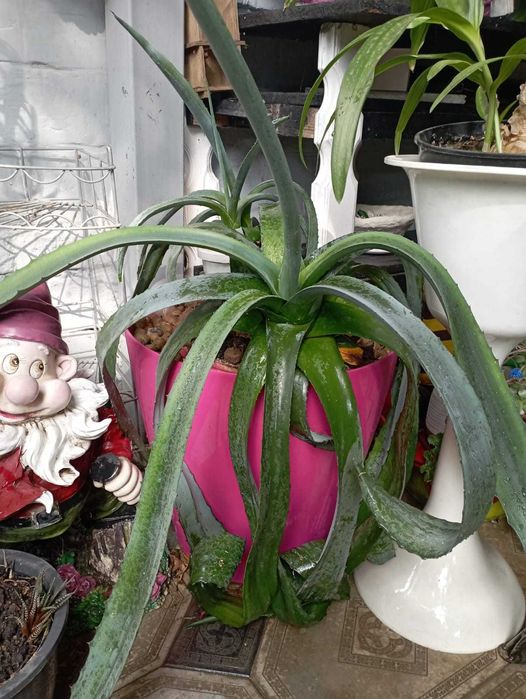 Продам комнатные растения