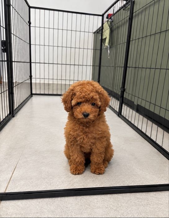 Мини Пyдел момиче с генетични изследвания/ Mini Poodle Girl