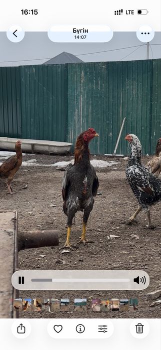 Шамо шөже сатылады