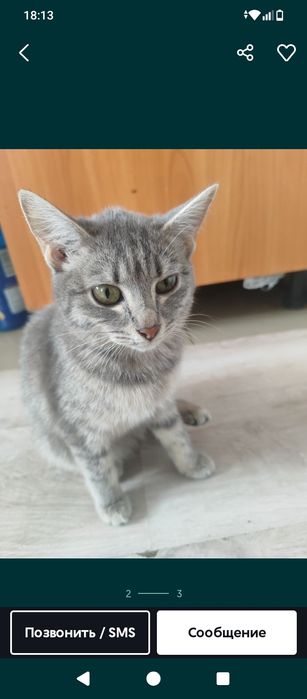 Отдам котёнка в добрые руки