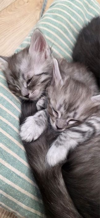 Милые Котята 1.5 месяца