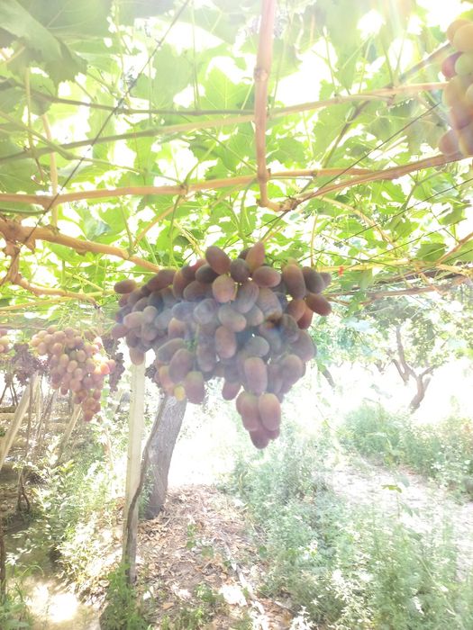 Rzamat uzumi sifatli