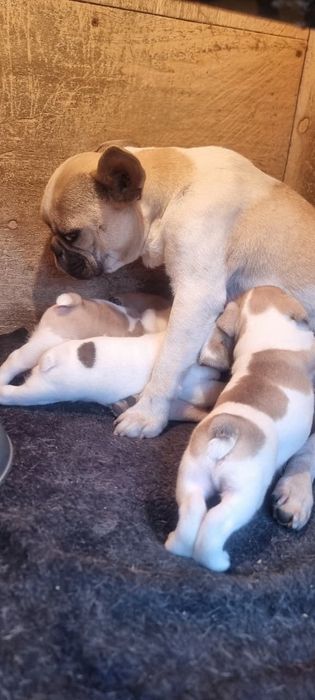 Французский бульдог