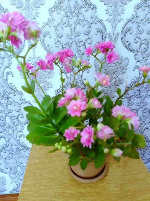 Каланхоэ декоративное