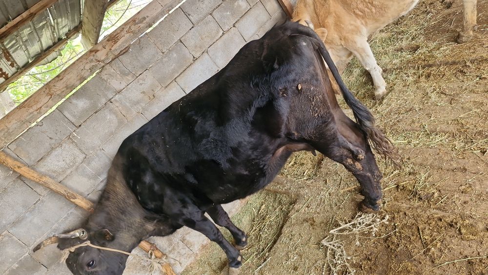 Одна дойная корова вторая с теленком