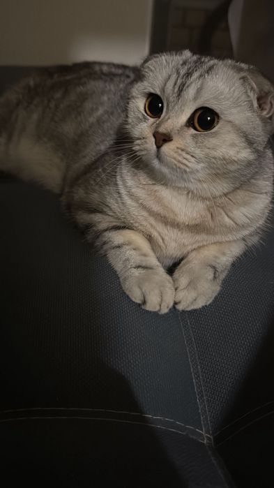 Вязка срочно вислоухая