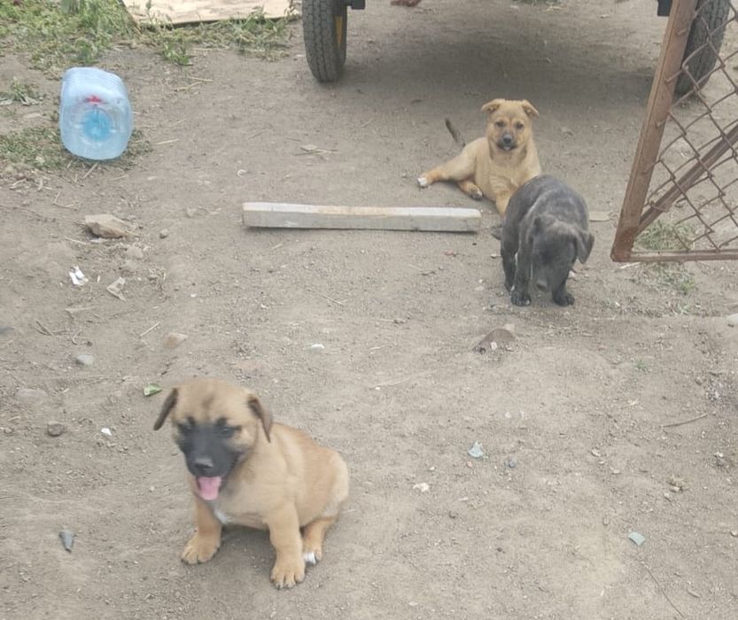 Отдам щенят в добрые руки