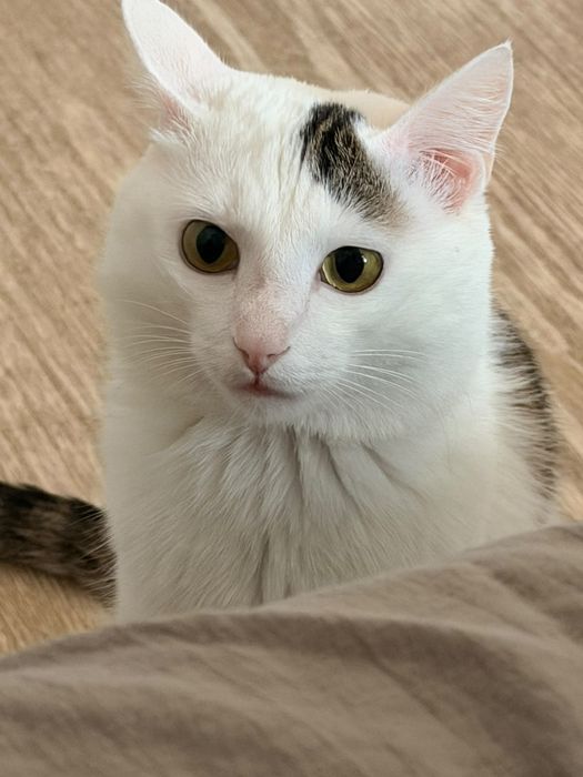 Отдаем кошку 1год ему