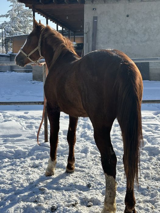 Айгыр жеребчик лошадь донен