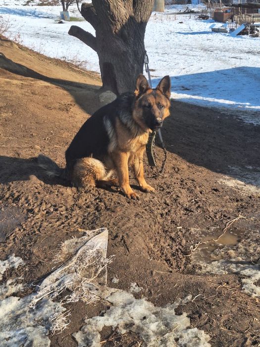 Годовалый немецкая овчарка