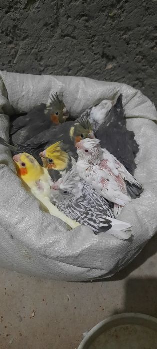 Тотықустар және клеткалар сатылымда