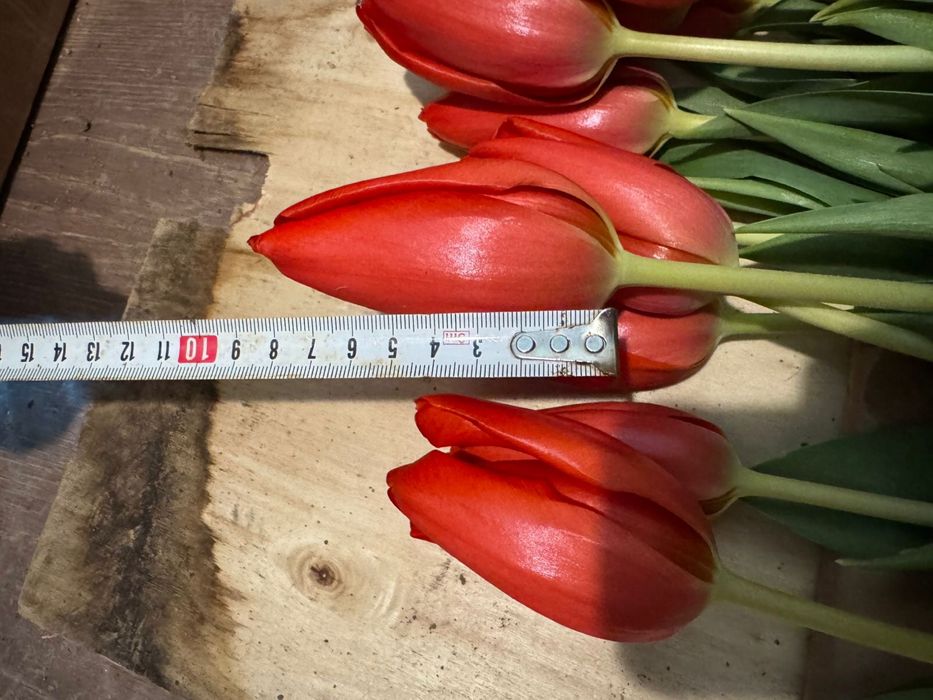 Тюльпан. Букеты. Тюльпаны
