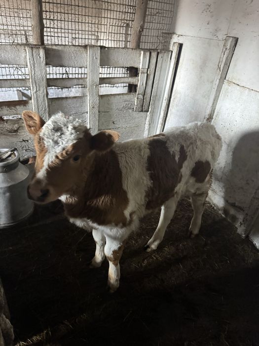 Продам бычка