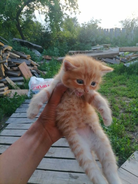 Кошки котята 4 котёнка